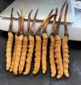 冬虫夏草介绍-全面了解这种神奇的中药材